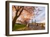 Portland, Oregon - Cherry Blossoms and Waterfront-Lantern Press-Framed Art Print