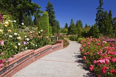 'Portland Rose Garden, Oregon' Photographic Print - Craig Tuttle