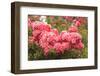 Portland Rose Garden, Portland, Oregon, USA-Stuart Westmorland-Framed Photographic Print