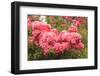 Portland Rose Garden, Portland, Oregon, USA-Stuart Westmorland-Framed Photographic Print