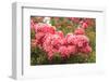 Portland Rose Garden, Portland, Oregon, USA-Stuart Westmorland-Framed Photographic Print