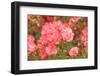 Portland Rose Garden, Portland, Oregon, USA-Stuart Westmorland-Framed Photographic Print