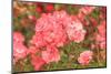 Portland Rose Garden, Portland, Oregon, USA-Stuart Westmorland-Mounted Photographic Print