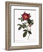 Portland Rose-Pierre Joseph Redoute-Framed Giclee Print