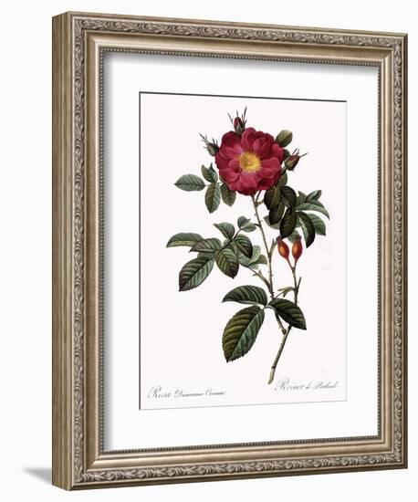 Portland Rose-Pierre Joseph Redoute-Framed Giclee Print