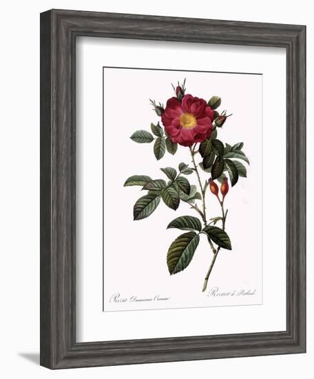 Portland Rose-Pierre Joseph Redoute-Framed Giclee Print