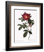 Portland Rose-Pierre Joseph Redoute-Framed Giclee Print