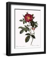 Portland Rose-Pierre Joseph Redoute-Framed Giclee Print