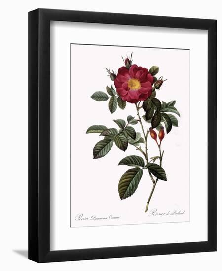 Portland Rose-Pierre Joseph Redoute-Framed Giclee Print