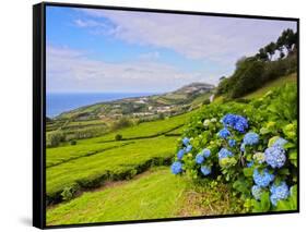 Porto Formoso tea fields, Sao Miguel Island, Azores, Portugal, Atlantic, Europe-Karol Kozlowski-Framed Stretched Canvas