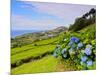 Porto Formoso tea fields, Sao Miguel Island, Azores, Portugal, Atlantic, Europe-Karol Kozlowski-Mounted Photographic Print