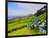 Porto Formoso tea fields, Sao Miguel Island, Azores, Portugal, Atlantic, Europe-Karol Kozlowski-Framed Photographic Print