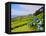 Porto Formoso tea fields, Sao Miguel Island, Azores, Portugal, Atlantic, Europe-Karol Kozlowski-Framed Stretched Canvas