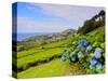 Porto Formoso tea fields, Sao Miguel Island, Azores, Portugal, Atlantic, Europe-Karol Kozlowski-Stretched Canvas