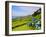 Porto Formoso tea fields, Sao Miguel Island, Azores, Portugal, Atlantic, Europe-Karol Kozlowski-Framed Photographic Print