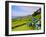 Porto Formoso tea fields, Sao Miguel Island, Azores, Portugal, Atlantic, Europe-Karol Kozlowski-Framed Photographic Print