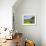 Porto Formoso tea fields, Sao Miguel Island, Azores, Portugal, Atlantic, Europe-Karol Kozlowski-Framed Photographic Print displayed on a wall