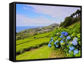 Porto Formoso tea fields, Sao Miguel Island, Azores, Portugal, Atlantic, Europe-Karol Kozlowski-Framed Stretched Canvas