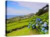 Porto Formoso tea fields, Sao Miguel Island, Azores, Portugal, Atlantic, Europe-Karol Kozlowski-Stretched Canvas