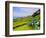 Porto Formoso tea fields, Sao Miguel Island, Azores, Portugal, Atlantic, Europe-Karol Kozlowski-Framed Photographic Print