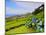 Porto Formoso tea fields, Sao Miguel Island, Azores, Portugal, Atlantic, Europe-Karol Kozlowski-Mounted Photographic Print