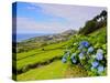 Porto Formoso tea fields, Sao Miguel Island, Azores, Portugal, Atlantic, Europe-Karol Kozlowski-Stretched Canvas