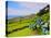 Porto Formoso tea fields, Sao Miguel Island, Azores, Portugal, Atlantic, Europe-Karol Kozlowski-Stretched Canvas