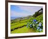 Porto Formoso tea fields, Sao Miguel Island, Azores, Portugal, Atlantic, Europe-Karol Kozlowski-Framed Photographic Print