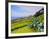 Porto Formoso tea fields, Sao Miguel Island, Azores, Portugal, Atlantic, Europe-Karol Kozlowski-Framed Photographic Print