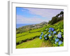 Porto Formoso tea fields, Sao Miguel Island, Azores, Portugal, Atlantic, Europe-Karol Kozlowski-Framed Photographic Print