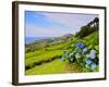 Porto Formoso tea fields, Sao Miguel Island, Azores, Portugal, Atlantic, Europe-Karol Kozlowski-Framed Photographic Print