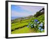 Porto Formoso tea fields, Sao Miguel Island, Azores, Portugal, Atlantic, Europe-Karol Kozlowski-Framed Photographic Print