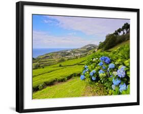 Porto Formoso tea fields, Sao Miguel Island, Azores, Portugal, Atlantic, Europe-Karol Kozlowski-Framed Photographic Print