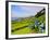 Porto Formoso tea fields, Sao Miguel Island, Azores, Portugal, Atlantic, Europe-Karol Kozlowski-Framed Photographic Print