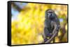 Portrait Fo African Baboon Monkey-irontrybex-Framed Stretched Canvas