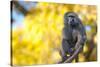 Portrait Fo African Baboon Monkey-irontrybex-Stretched Canvas