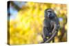 Portrait Fo African Baboon Monkey-irontrybex-Stretched Canvas