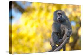 Portrait Fo African Baboon Monkey-irontrybex-Stretched Canvas