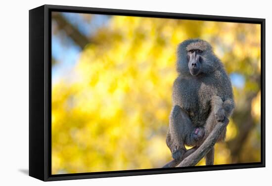 Portrait Fo African Baboon Monkey-irontrybex-Framed Stretched Canvas