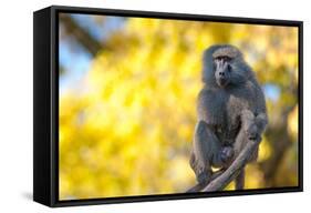 Portrait Fo African Baboon Monkey-irontrybex-Framed Stretched Canvas