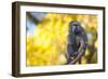 Portrait Fo African Baboon Monkey-irontrybex-Framed Photographic Print