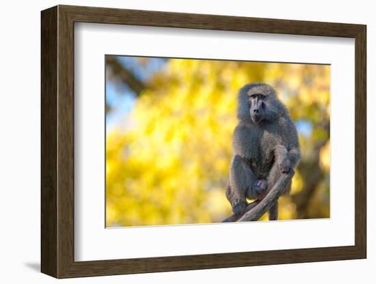 Portrait Fo African Baboon Monkey-irontrybex-Framed Photographic Print