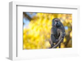 Portrait Fo African Baboon Monkey-irontrybex-Framed Photographic Print