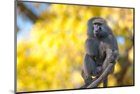 Portrait Fo African Baboon Monkey-irontrybex-Mounted Photographic Print