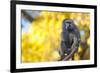 Portrait Fo African Baboon Monkey-irontrybex-Framed Photographic Print