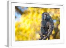 Portrait Fo African Baboon Monkey-irontrybex-Framed Photographic Print