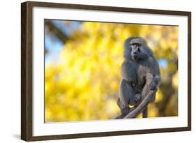 Portrait Fo African Baboon Monkey-irontrybex-Framed Photographic Print