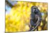 Portrait Fo African Baboon Monkey-irontrybex-Mounted Photographic Print