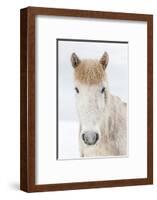 Portrait Icelandic Horse, Iceland. The Icelandic horse is a breed developed in Iceland with many...-Panoramic Images-Framed Photographic Print