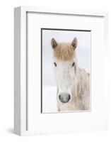 Portrait Icelandic Horse, Iceland. The Icelandic horse is a breed developed in Iceland with many...-Panoramic Images-Framed Photographic Print